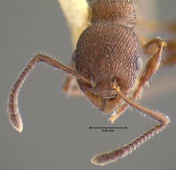 Media type: image; Entomology 22413   Aspect: head frontal view